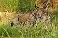 Iberian lynx