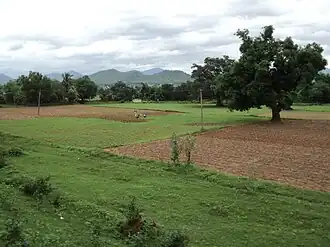 Cultivated fields and trees, with people for scale