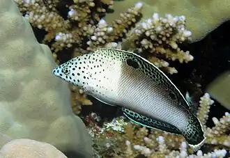 Transitioning from juvenile to adult female colours