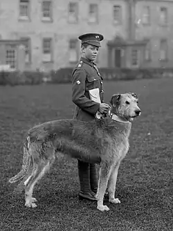 Leitrim Boy, mascot of the Irish Guards, at Waterford Barracks, 1917