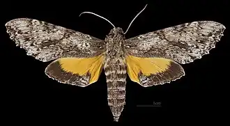 Isognathus rimosa papayae ♀