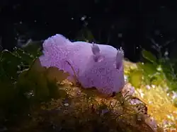 Jorunna sp-Mauve Jorunna