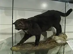 Mounted specimen of a Kellas cat