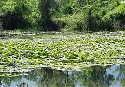 white water lily beds