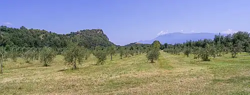 Olive trees around the Rocca di Manerba del Garda
