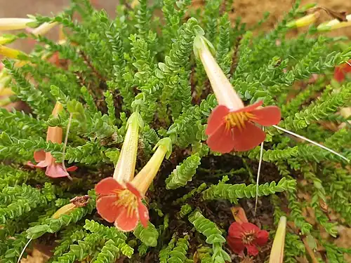Close-up of flowers of cultivated O. polyantha