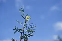 "Alantsilodendron humbertii"