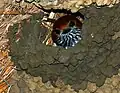 Completing nest