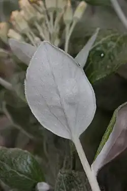 Leaf bottom