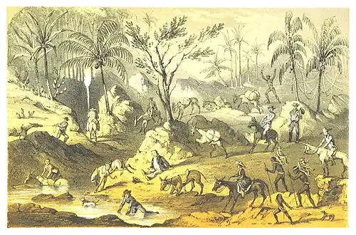 Group of people making their way through the jungle on horseback. One man has fallen in the water, another is pulling a dog on a leash