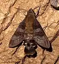 Macroglossum glaucoptera