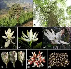 Magnolia sinica habitat and morphological characteristics