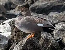Male_gadwall_in_Red_Hook_(61525)