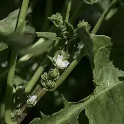 Green stemmed plant with a small white, five-petaled flower. In the center of the flower there is a prominent pistil rising well above the petals. Near the flower are small, flat green fruits and buds.
