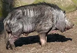 a small pinkish-grey pig with thin black hair