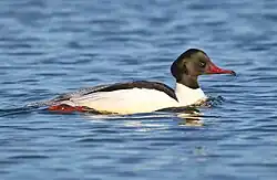 Goosander, Vaxholm, Stockholm