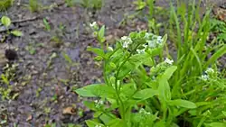 Myosotis macrosperma with mature fruit