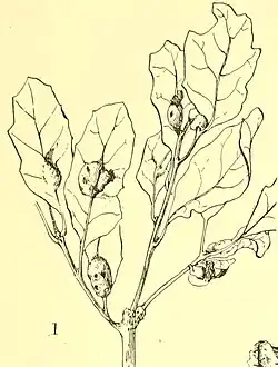 Line drawing of oak leaves with galls, which look like lumps or swellings
