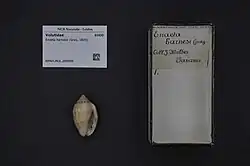 Enaeta barnesii shell on display at a museum