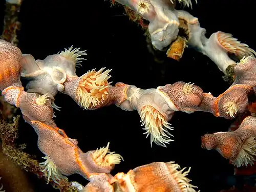 Nemanthus annamensis wrapped around a gorgonian