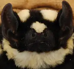 Black and white bat head