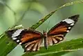 Female (upperside)