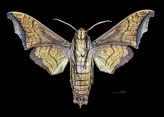 Male ventral (coll.MHNT)
