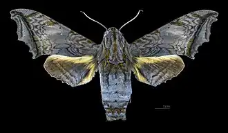 Female dorsal (coll.MHNT)