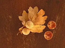 Oak apples on oak leaf and in cross section