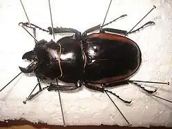 Odontolabis cuvera sinensis. A 65 mm long male.