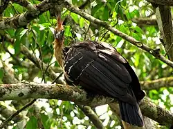 A Hoatzin in the wild. The Hoatzin is native to Guyana.