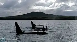 A pod of Orca (Killer Whales) are spotted cruising past Rangitoto Island near Auckland, New Zealand