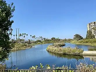 Cottonwood tree, blue water of the lagoon, mid-century ovoid and tall condominium painted dark beige