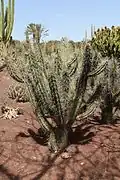 Large plant growing in Oasis Park in La Lajita, Pájara, Fuerteventura, Canary Islands