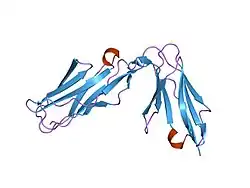 1p6f: Structure of the human natural cytotoxicity receptor NKp46