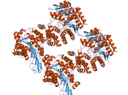 2j0f: STRUCTURAL BASIS FOR NON-COMPETITIVE PRODUCT INHIBITION IN HUMAN THYMIDINE PHOSPHORYLASE: IMPLICATION FOR DRUG DESIGN