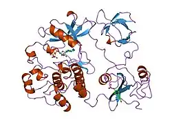 2src: CRYSTAL STRUCTURE OF HUMAN TYROSINE-PROTEIN KINASE C-SRC, IN COMPLEX WITH AMP-PNP