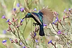 Male feeding while flying, Jordan