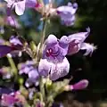 Flowers of Penstemon rattanii var. kleei