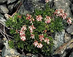 Flowers of Penstemon tracyi