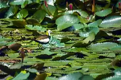 Pheasant-tailed Jacana at Mukutmanipur