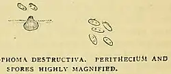 Perithecium and spores of "Phoma destructiva"