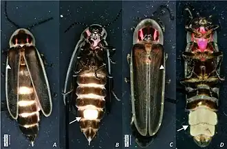 Adult female, dorsal view (A) and ventral view (B); adult male, dorsal view (C) and ventral view (D).