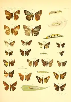 Iambrix stellifer Butler, 1877 in Piepers and Snellen The Rhopalocera of Java