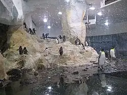 Antarctica Zone with king penguins, southern rockhopper penguins, gentoo penguins and macaroni penguins