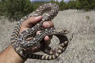 A Pituophis catenifer from Lincoln County, New Mexico, in the vicinity of the integration zone between P. c. sayi and P. c. affinis.