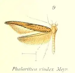 Phalaritica vindex