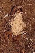 Plain pygmy-thicktail scorpion (Pseudolychas ochraceus) with young