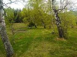 A forest near to the lake.