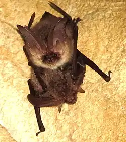 Brown bats